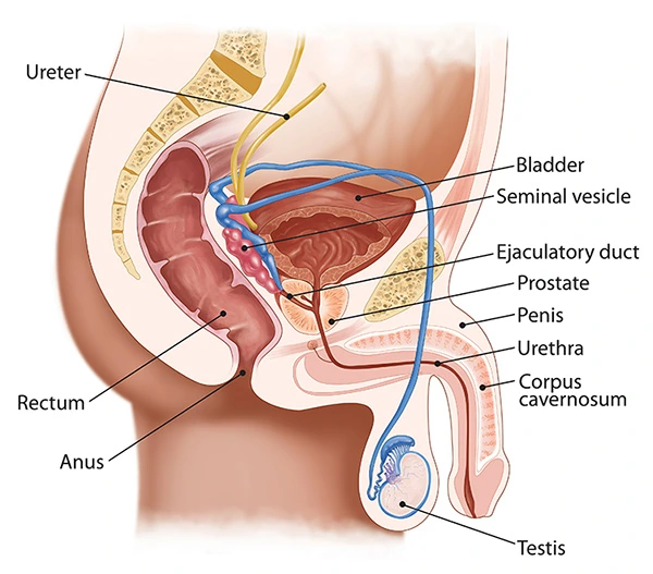 Diagram of the male urinary and reproductive anatomy showing the bladder, prostate and urethra